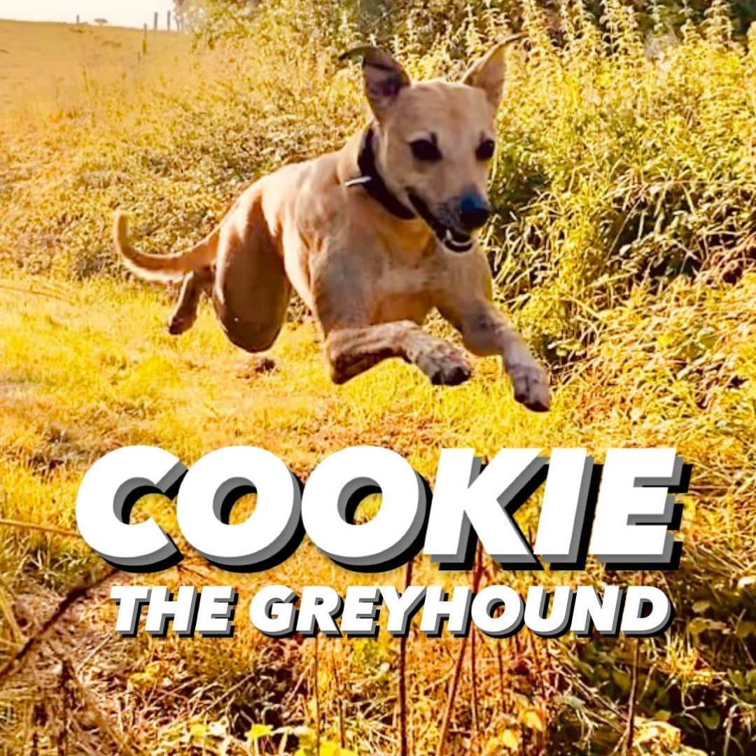 cookie_thegreyhound
